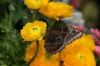 Butterfly resting on yellow ranunculus flowers